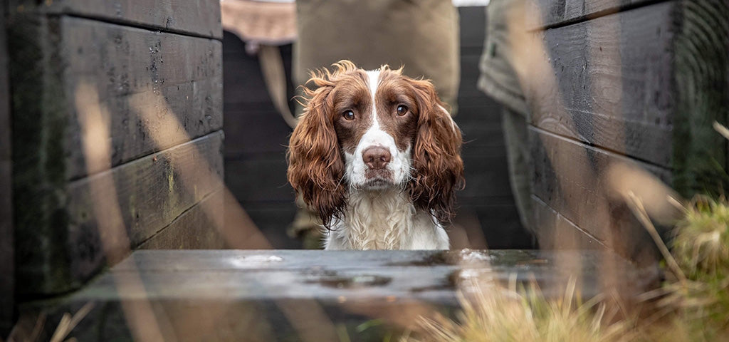 Photographer George Gunn captures a Springer Spaniel in a wooden hunting blind. Heartwarming portrait of a hunting dog in the field.