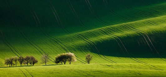 Green rolling countryside with row of trees