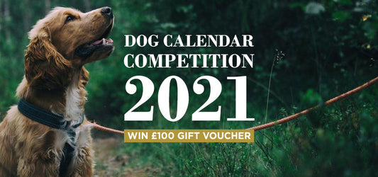 The Sporting Lodge Dog Calendar Competition 2021