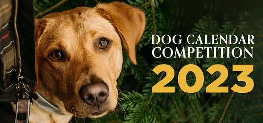 Labrador Retriever Dog Calendar Competition