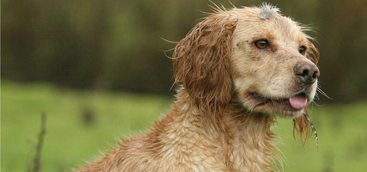 Dog in Countryside on Shootday